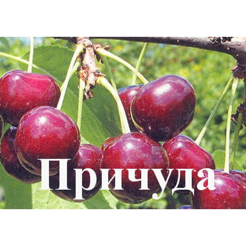 Дюк "Причуда" Садоград 1летние саженцы