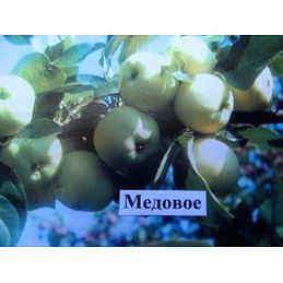 Яблоня "Медовое" на полукарликовом подвое Садоград 1летние саженцы