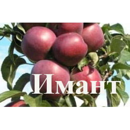 Яблоня "Имант" на карликовом подвое Садоград 1летние саженцы