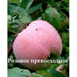 Яблоня "Розовое превосходное" на карликовом подвое Садоград 1летние саженцы