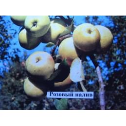 Яблоня "Розовый налив" Садоград 1летние саженцы.
