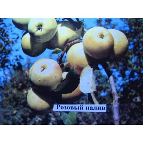 Яблоня "Розовый налив" Садоград 2хлетние саженцы.