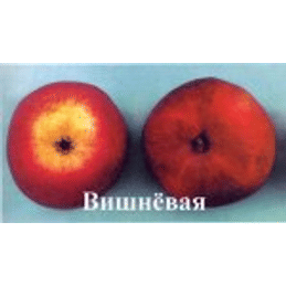 Яблоня "Вишнёвая" (Вишнёвое) на карликовом подвое Садоград 1летние саженцы.