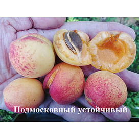 Саженцы абрикоса Подмосковный устойчивый Садоград 1-летний саженец