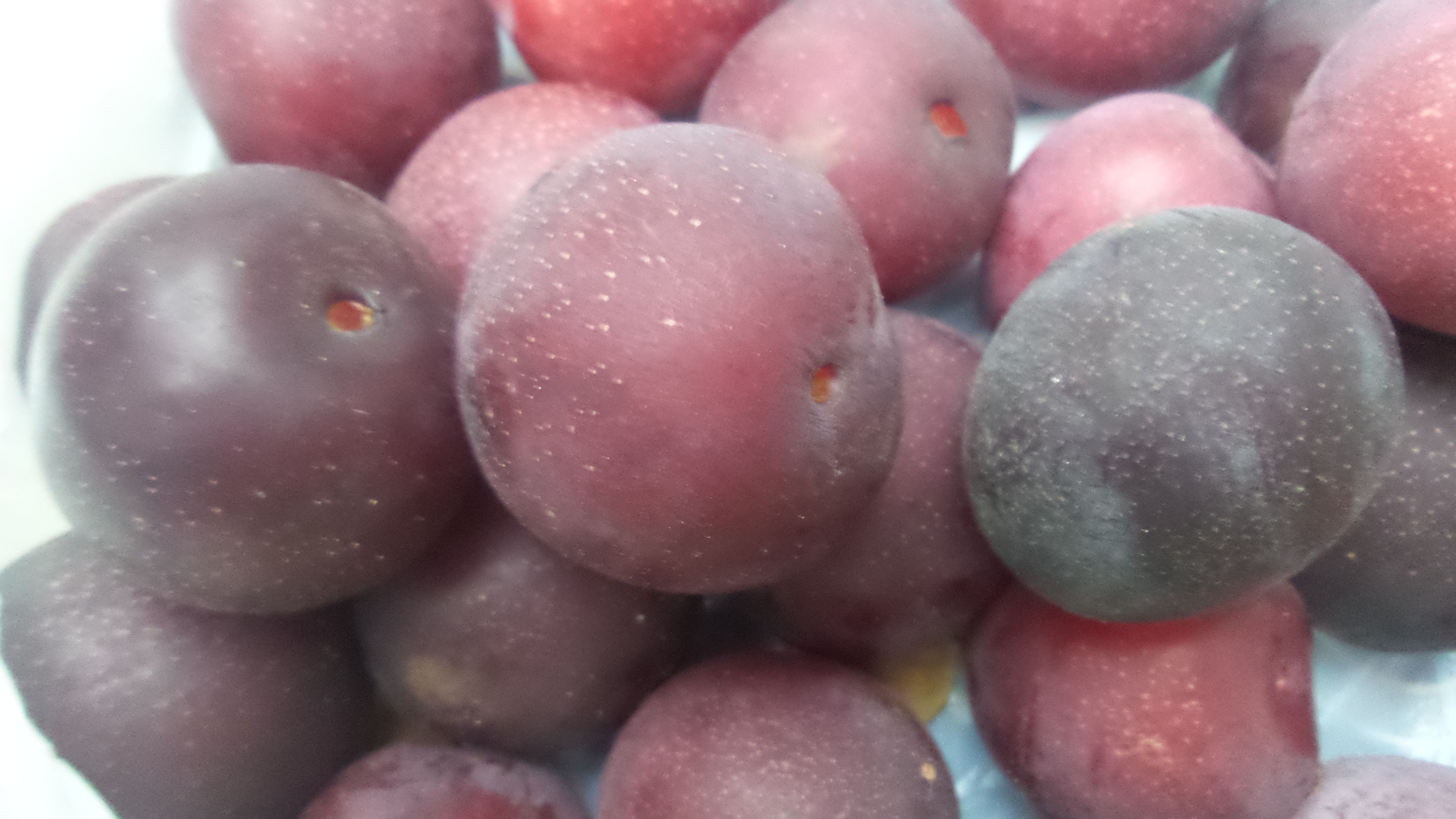 Сложный гибрид абрикоса со сливой и алычой Садоград 1летние саженцы