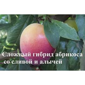 Сложный гибрид абрикоса со сливой и алычой Садоград 1летние саженцы