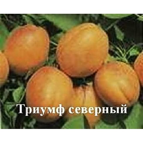 Саженцы абрикоса "Триумф северный" 1-летний саженец Садоград