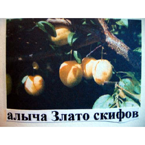 Саженцы алычи "Злато скифов" 2-летний саженец Садоград