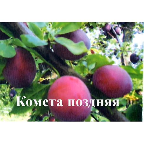 Саженцы алычи "Комета поздняя" Садоград 2-летний саженец