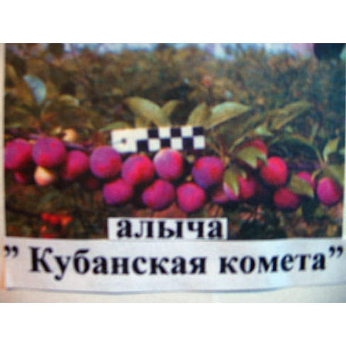 Саженцы алычи "Кубанская комета" 2-летний саженец Садоград 2-летний саженец