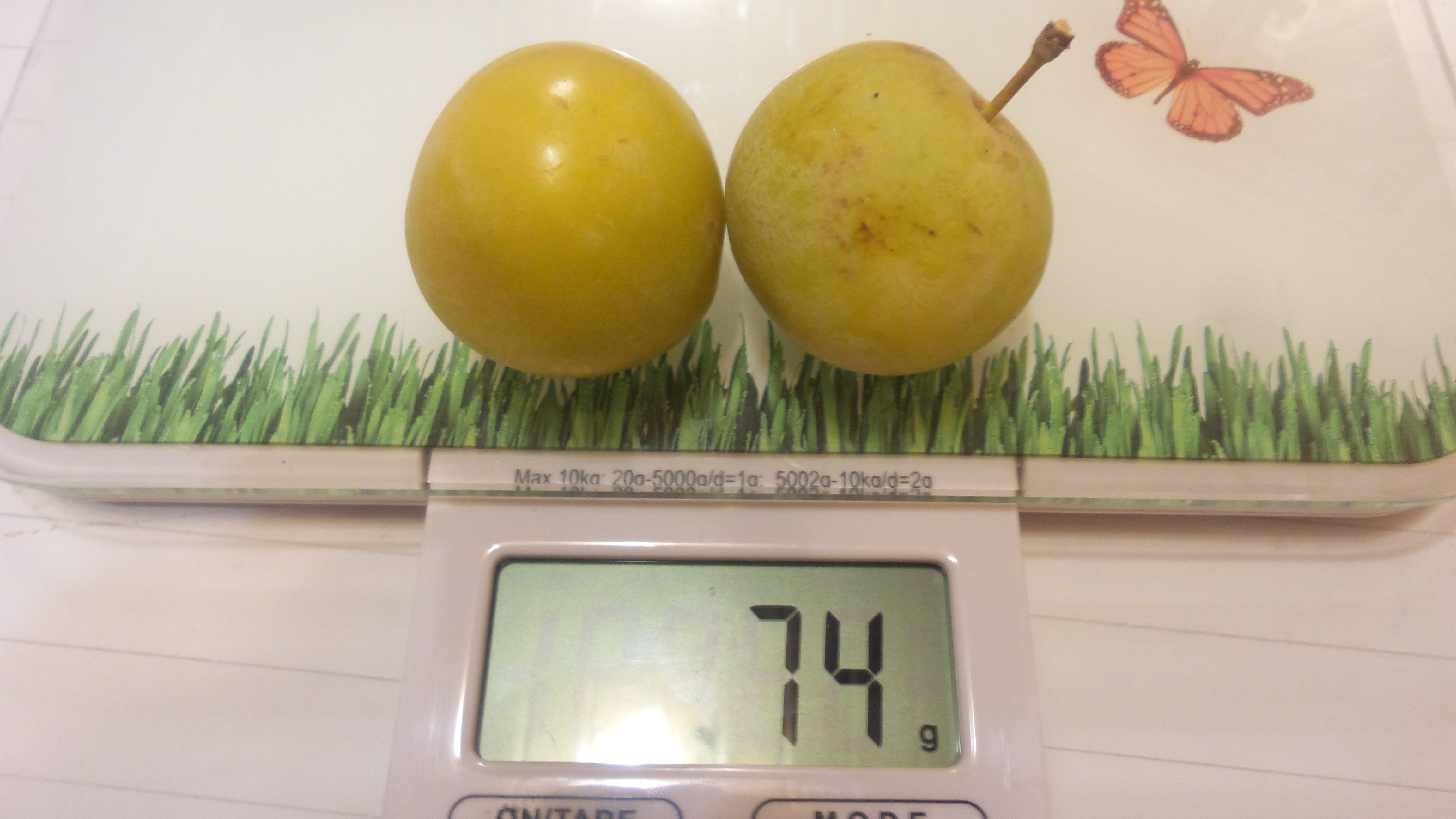 Алыча "Мара" Садоград 1летние саженцы