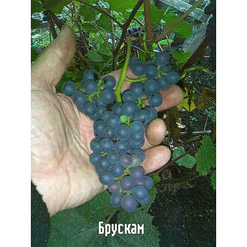 Саженцы винограда амурского "Брускам" Садоград 1-летний саженец