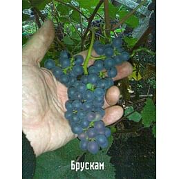 Саженцы винограда амурского "Брускам" Садоград 1-летний саженец
