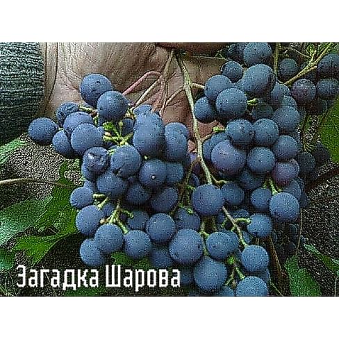 Саженцы винограда "Загадка Шарова" Садоград 1-летний саженец