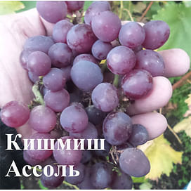 Саженцы винограда "Кишмиш Ассоль" 1-летний саженец Садоград