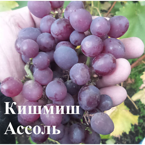 Саженцы винограда "Кишмиш Ассоль" (США) Садоград 1-летний саженец