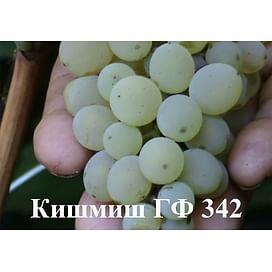 Саженцы винограда "Кишмиш ГФ-342" 1-летний саженец Садоград