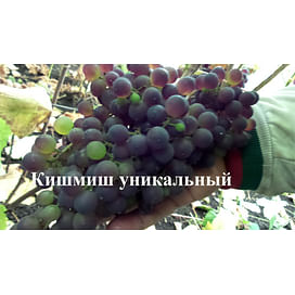 Саженцы винограда "Кишмиш уникальный" Садоград 1-летний саженец
