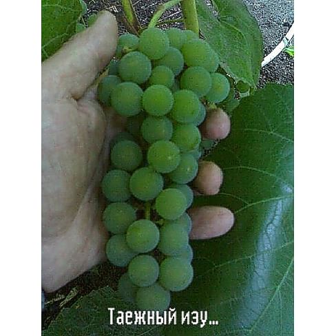 Саженцы винограда "Таёжный изумруд" Садоград 1-летний саженец