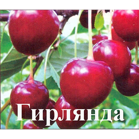 Саженцы вишни "Гирлянда 2 летний" Садоград 2-летний саженец