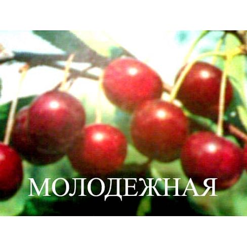 Саженцы вишни "Молодёжная" Садоград 1-летний саженец