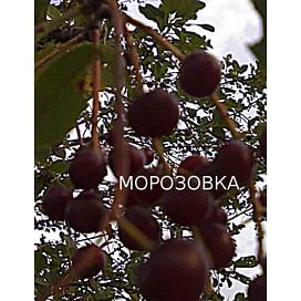 Саженцы вишни "Морозовка" Садоград 1-летний саженец