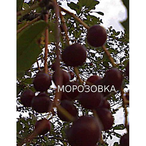 Саженцы вишни "Морозовка" Садоград 2-летний саженец