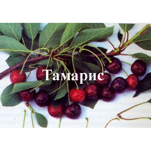 Саженцы вишни "Тамарис" Садоград 2-летний саженец