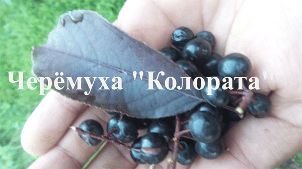Черёмуха обыкновенная "Колората" Садоград 2-3хлетние саженцы