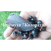 Саженцы Черёмуха обыкновенная "Колората" Садоград 2-3хлетние саженцы
