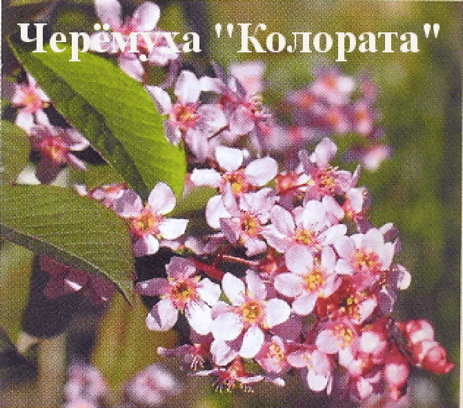 Черёмуха обыкновенная "Колората" Садоград 2-3хлетние саженцы