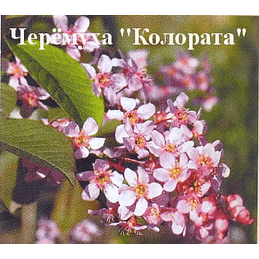 Черёмуха обыкновенная "Колората" Садоград 2-3хлетние саженцы
