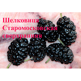 Шелковица "Старомосковская сверхранняя" Садоград 1летние саженцы