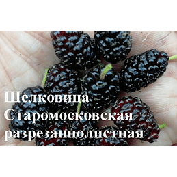 Шелковица "Старомосковская разрезаннолистная" Садоград 1летние саженцы