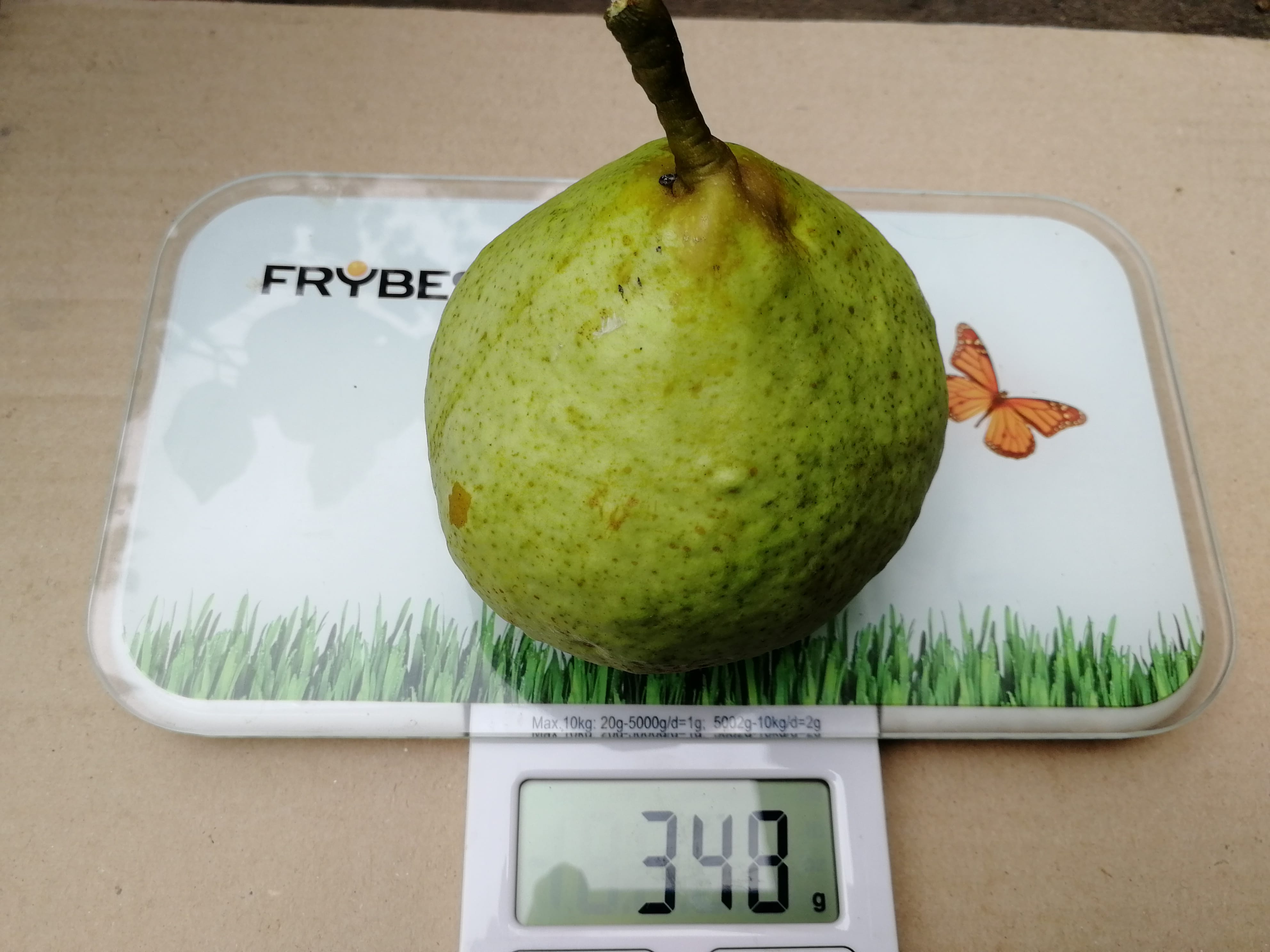 Груша "Кафедральная" Садоград 2хлетние саженцы