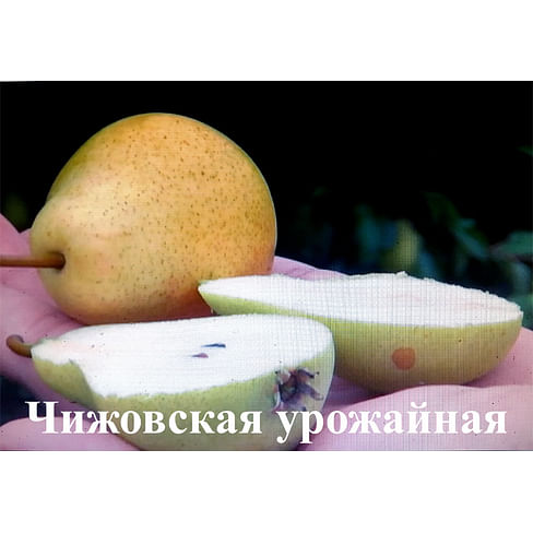 Саженцы груши Чижовская урожайная Садоград 2-летний саженец