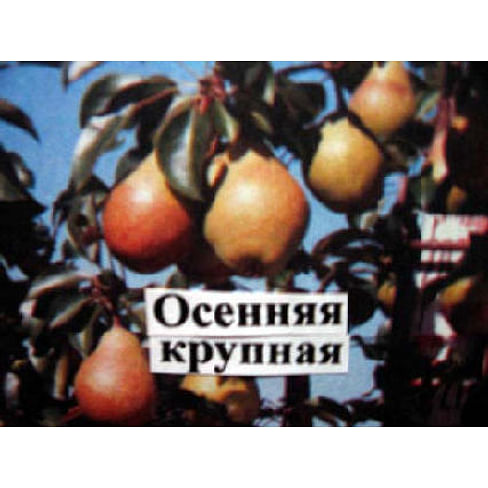 Саженцы груши Осенняя крупная Садоград 1-летний саженец