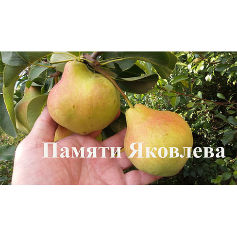 Саженцы груши Памяти Яковлева Садоград 1-летний саженец