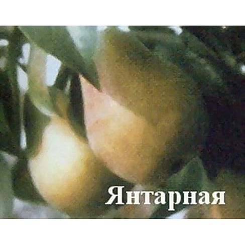 Саженцы груши Янтарная Садоград 2-летний саженец