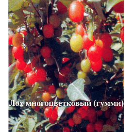 Саженцы Гумми (лох многоцветковый) "Отборный" Садоград 2хлетний саженец