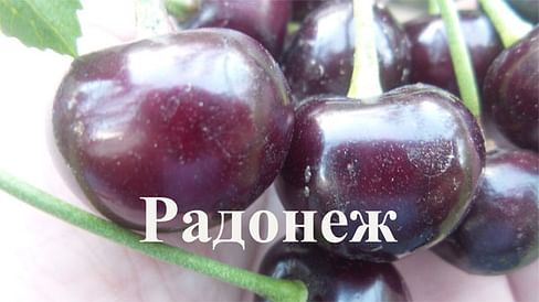 Саженцы дюков Радонеж Садоград 2-летний саженец