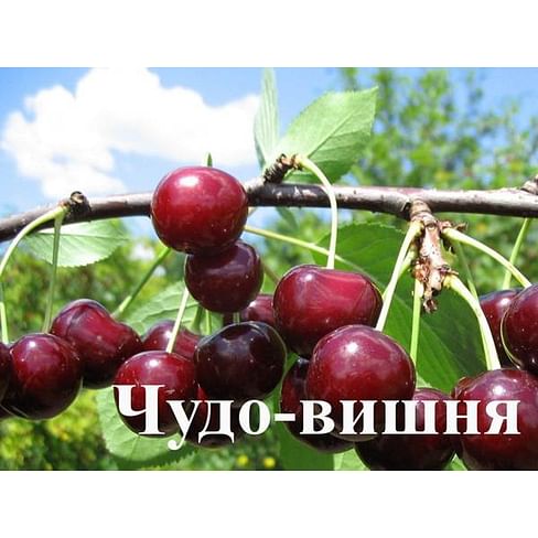 Саженцы дюков Чудо-вишня Садоград 1-летний саженец