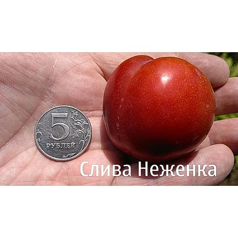 Саженцы сливы Неженка Садоград 1-летний саженец