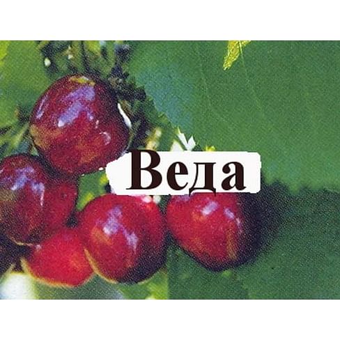 Черешня веда описание сорта. Сорт черешни Веда. Черешня Веда фото. Черешня Веда дерево.