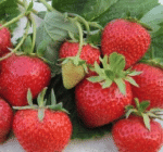 Саженцы земляники ремонтантной