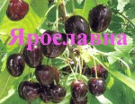 Саженцы черешни