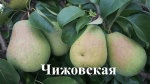 Саженцы груши