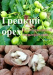 Саженцы грецкого ореха