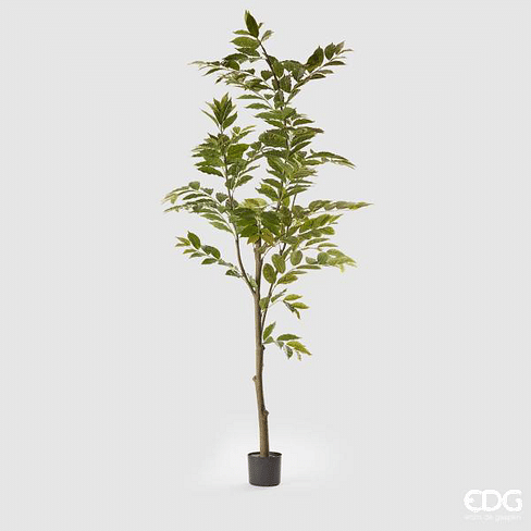 Кофейное дерево EDG Enzo De Gasperi Арт.232534,70