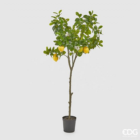 Лимонное дерево EDG Enzo De Gasperi Арт.250620,20